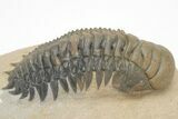 Crotalocephalina Trilobite (Molt) - Atchana, Morocco #208926-1